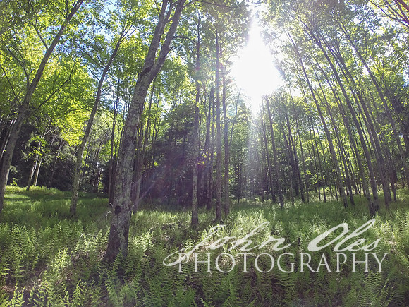 summer at the cabin-149